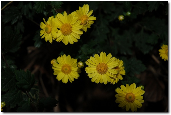 油菊