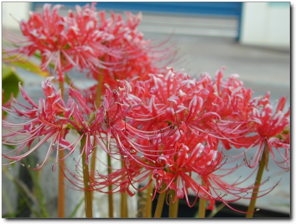 紅花石蒜