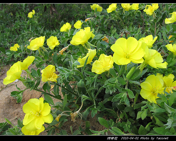 待宵花_13.jpg