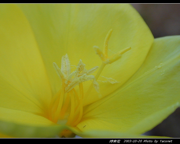 待宵花_01.jpg