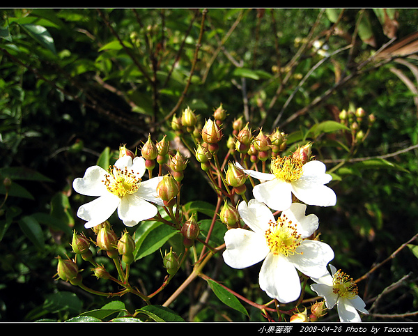 小果薔薇_24.jpg
