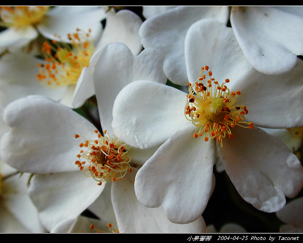 小果薔薇_12.jpg