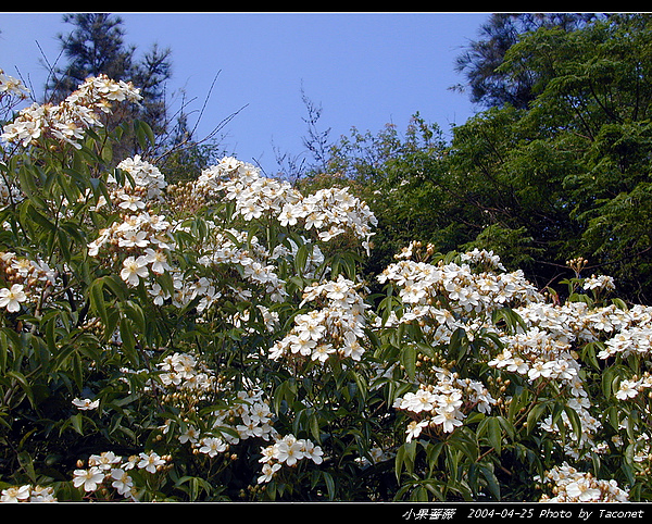 小果薔薇_09.jpg