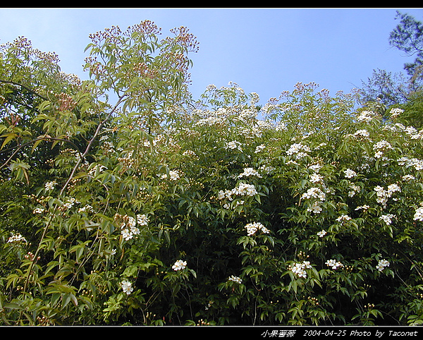 小果薔薇_08.jpg