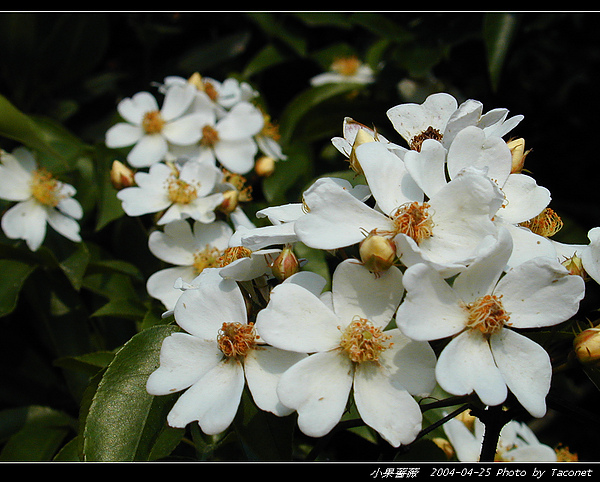 小果薔薇_07.jpg