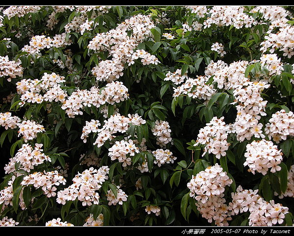 小果薔薇_22.jpg