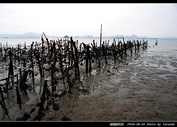 埔頭蚵田_09.jpg