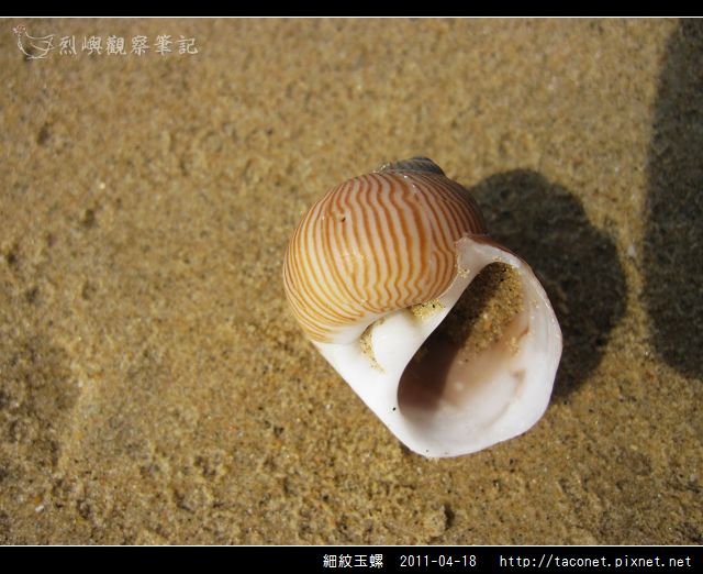 細紋玉螺_01.jpg