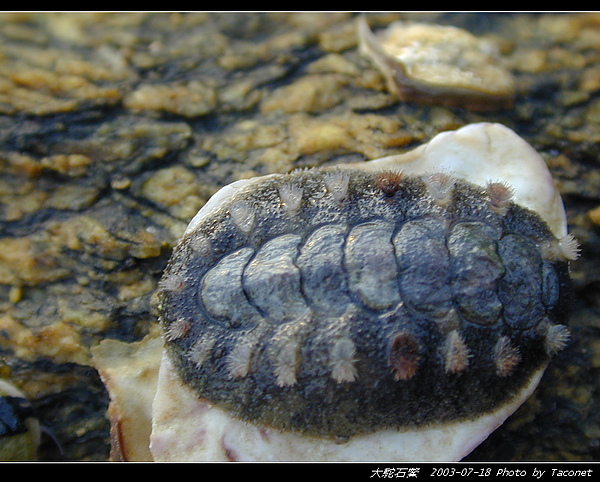 大駝石鱉_01.jpg