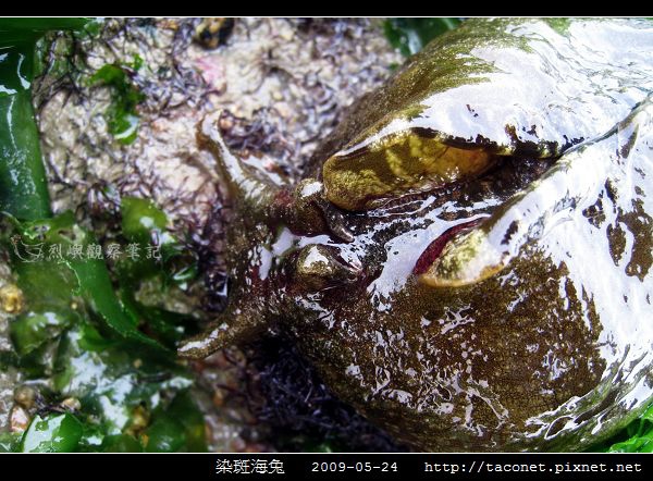 染斑海兔_10.jpg