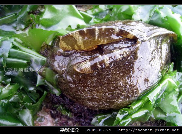 染斑海兔_09.jpg