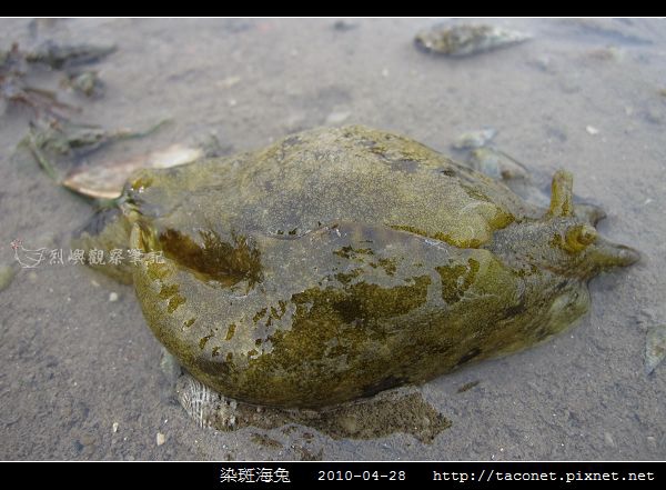 染斑海兔_08.jpg