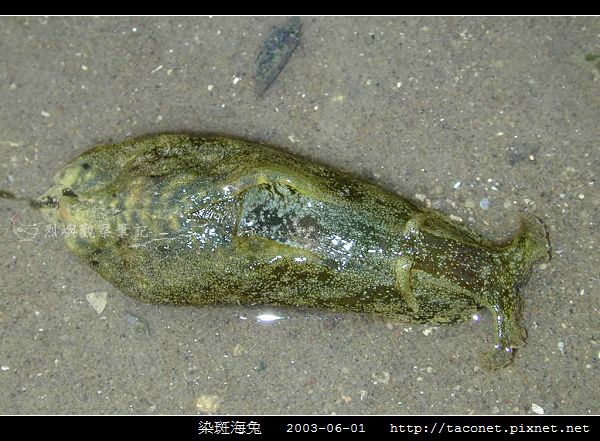 染斑海兔_07.jpg