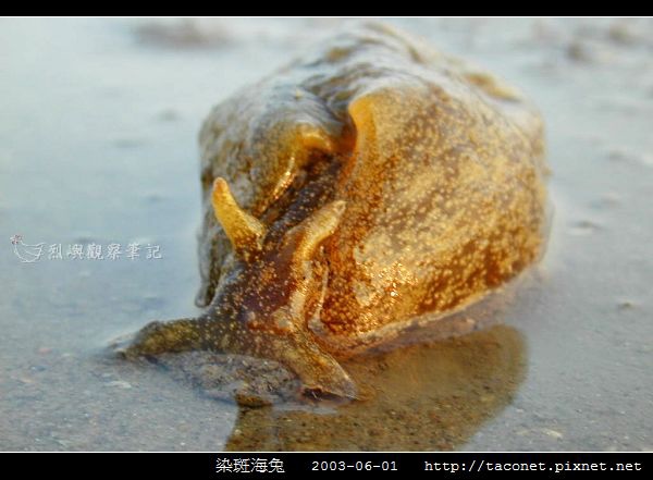 染斑海兔_04.jpg