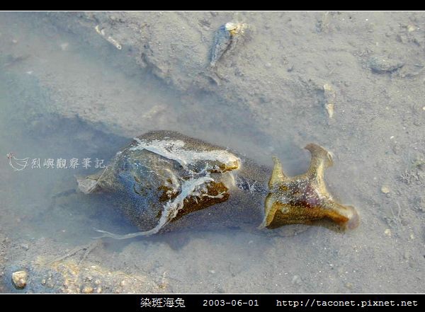 染斑海兔_06.jpg