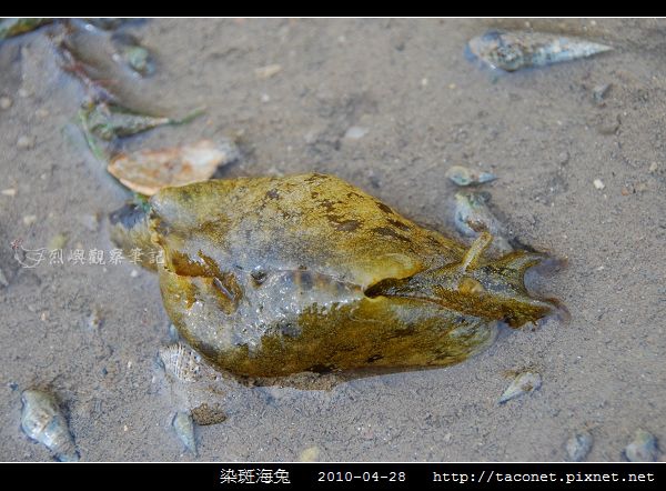 染斑海兔_03.jpg