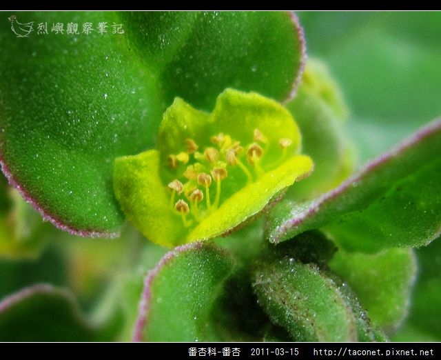 番杏科-番杏.jpg