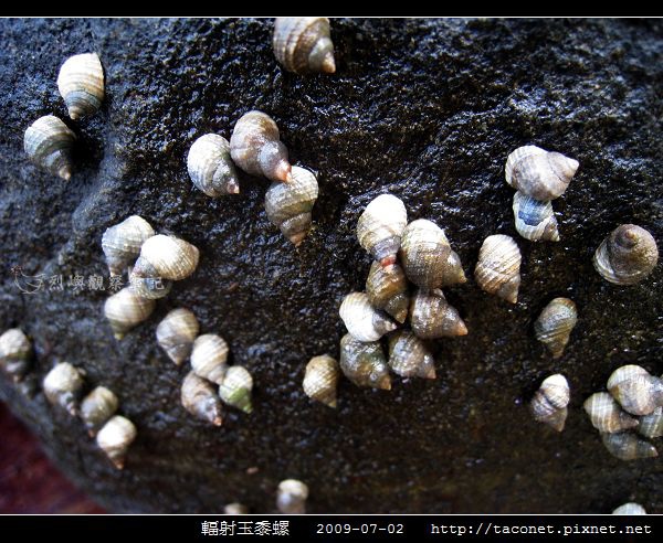 玉黍螺第 2 張照片