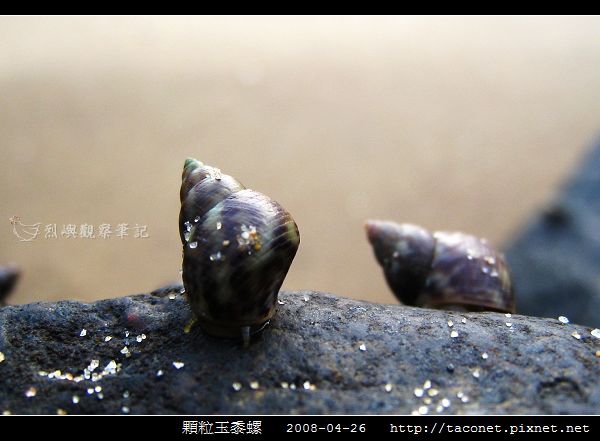 玉黍螺_03.jpg