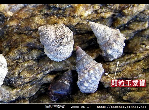 玉黍螺_05.jpg