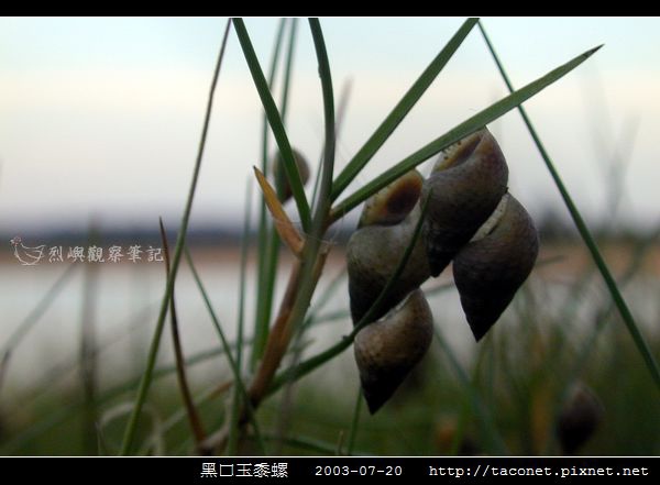 玉黍螺_11.jpg