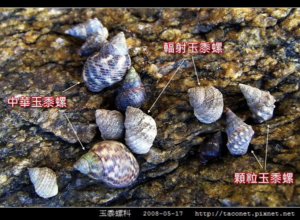 玉黍螺_06.jpg