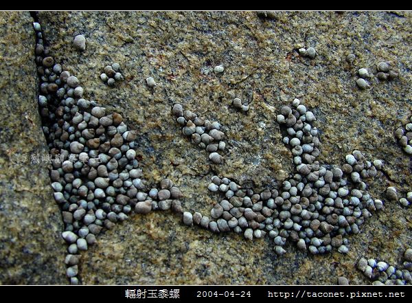 玉黍螺_01.jpg