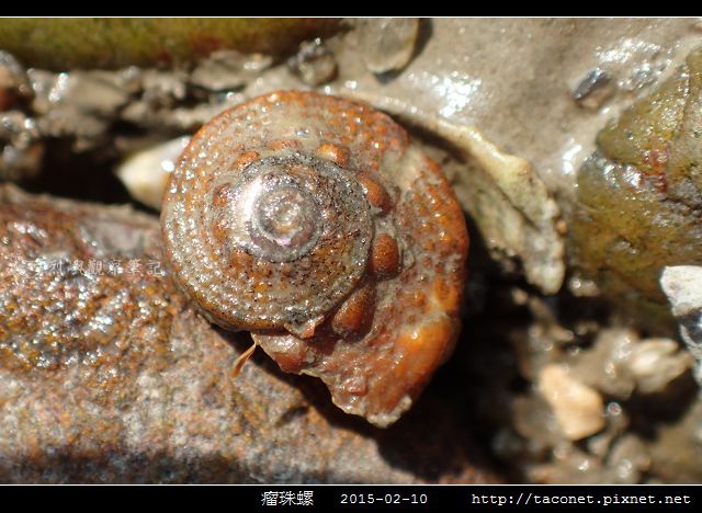 瘤珠螺_08.jpg