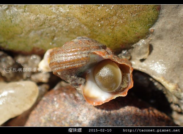瘤珠螺_07.jpg