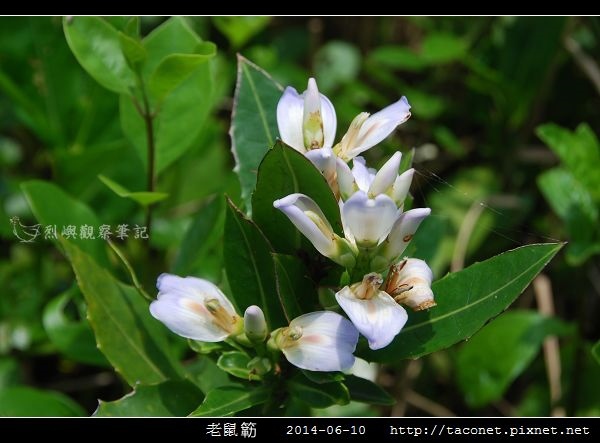 老鼠簕-02.jpg