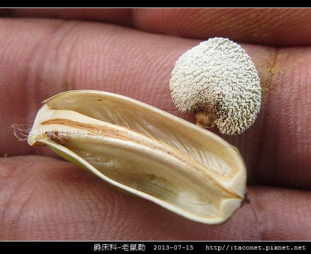 爵床科-老鼠勒_05.jpg