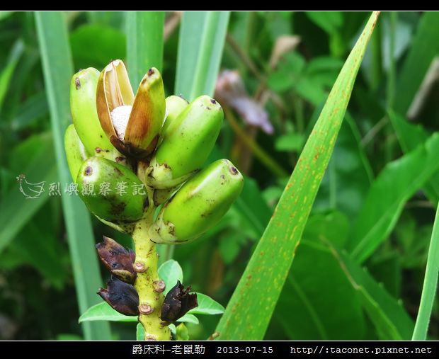 爵床科-老鼠勒_04.jpg