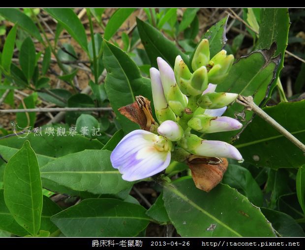 爵床科-老鼠勒_02.jpg