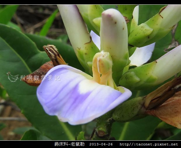 爵床科-老鼠勒_01.jpg