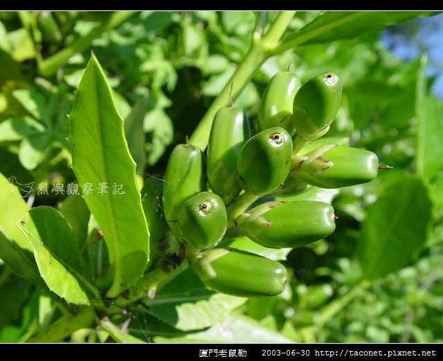 廈門老鼠勒