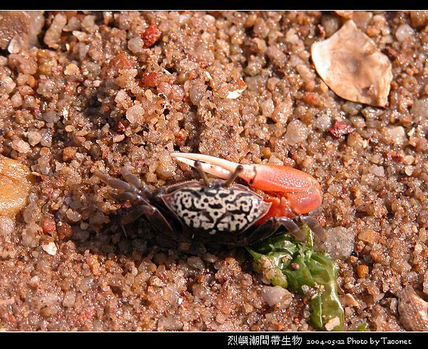 烈嶼潮間帶生物_083.jpg
