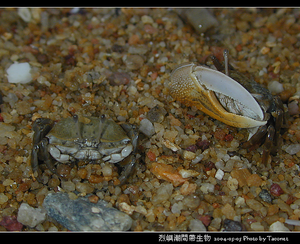 烈嶼潮間帶生物_081.jpg