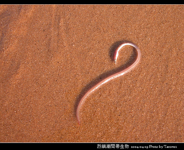 烈嶼潮間帶生物_079.jpg