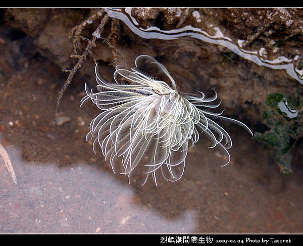 烈嶼潮間帶生物_078.jpg