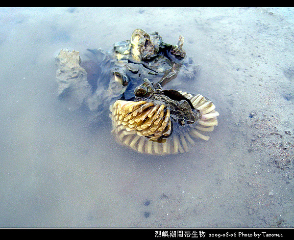 烈嶼潮間帶生物_095.jpg