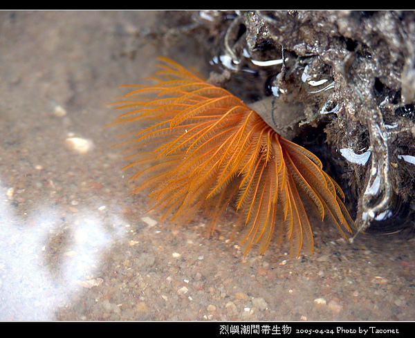 烈嶼潮間帶生物_077.jpg