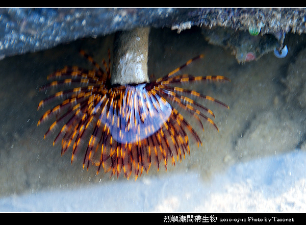 烈嶼潮間帶生物_070.jpg