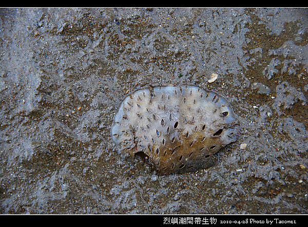 烈嶼潮間帶生物_069.jpg