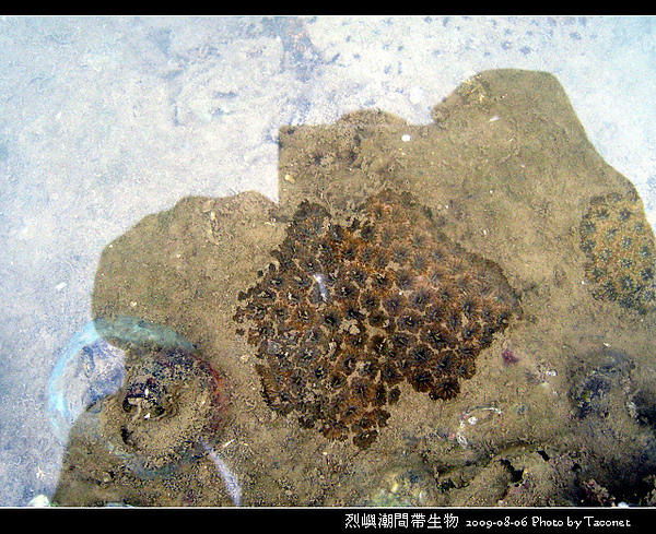 烈嶼潮間帶生物_094.jpg