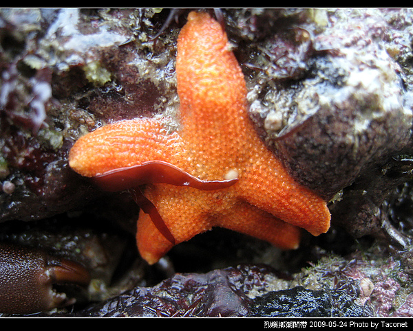 烈嶼潮間帶生物_062.jpg