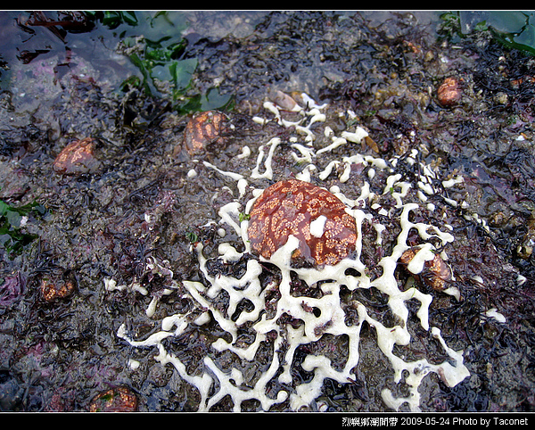 烈嶼潮間帶生物_060.jpg