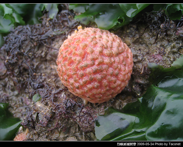 烈嶼潮間帶生物_057.jpg