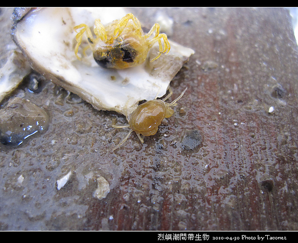 烈嶼潮間帶生物_092.jpg