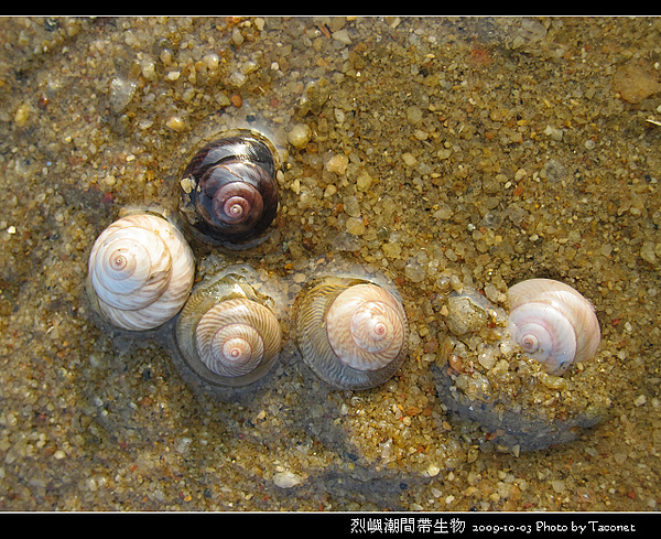 烈嶼潮間帶生物_091.jpg
