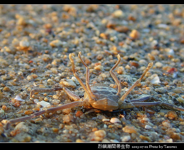 烈嶼潮間帶生物_089.jpg